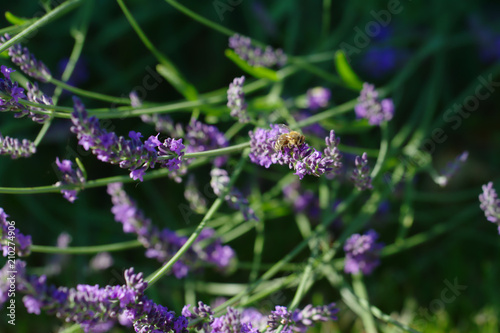 Bumblebee sitting on a branch of purple lavender