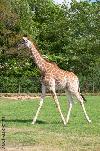 Girafe    Plan  te sauvage