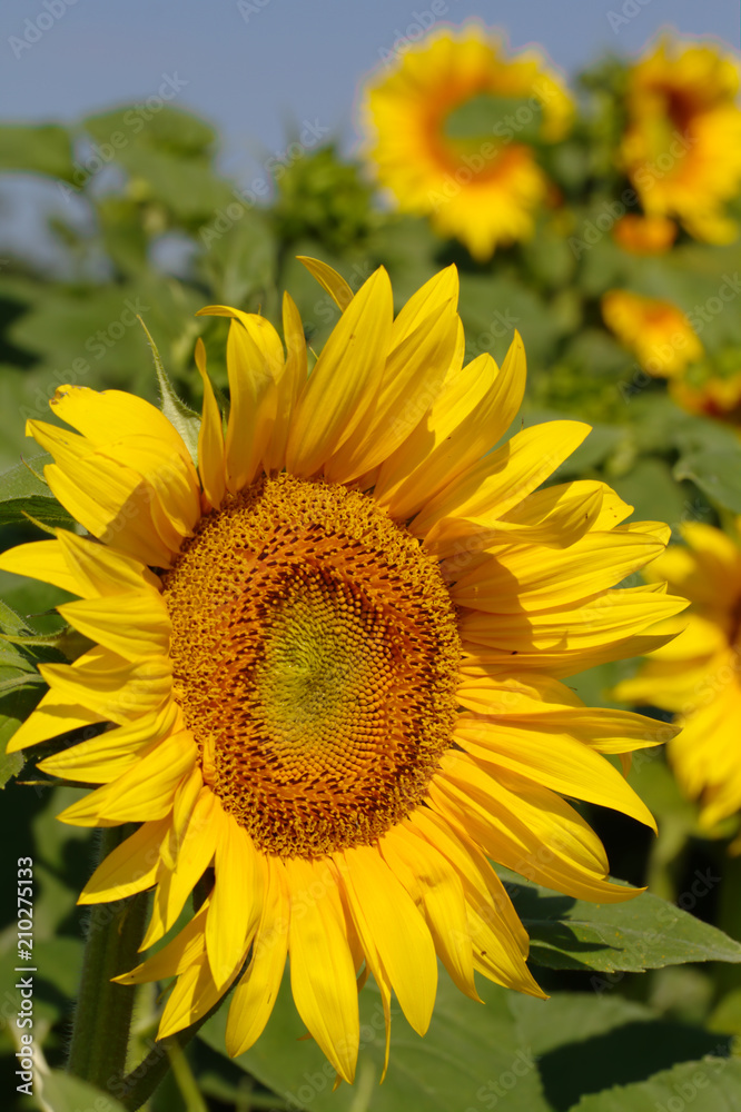 Large unripe yellow sunflower close-up on a green background Large unripe yellow sunflower close-up on a green background