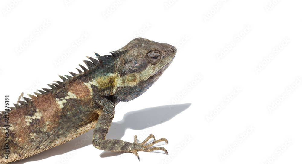 Brown color chameleon on white background. Brown color chameleon on white background.