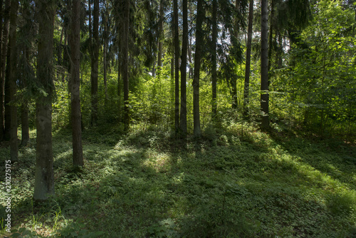 footpath in the woods