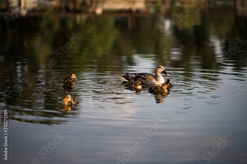 Duck with small offspring floating in the pond. Little beautiful ducklings.