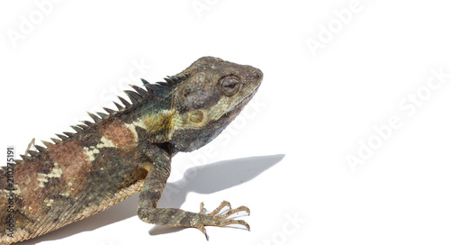 Brown color chameleon on white background.