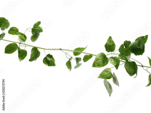 Wild green liana, jungle vine with foliage isolated on white background, clipping path
