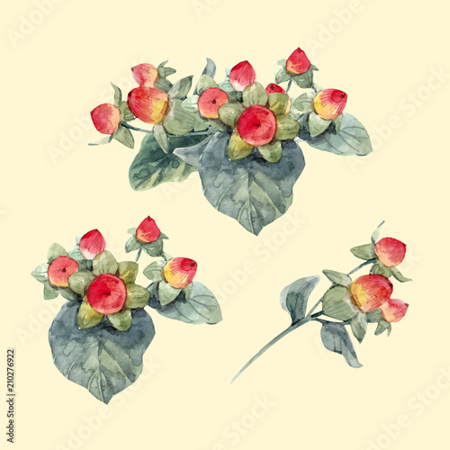 Watercolor hypericum vector berries
