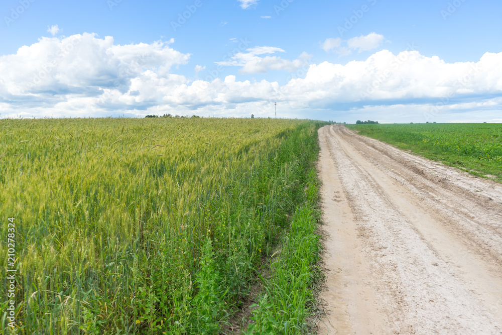 Vanishing dirt road through wheat farm field Vanishing dirt road through wheat farm field