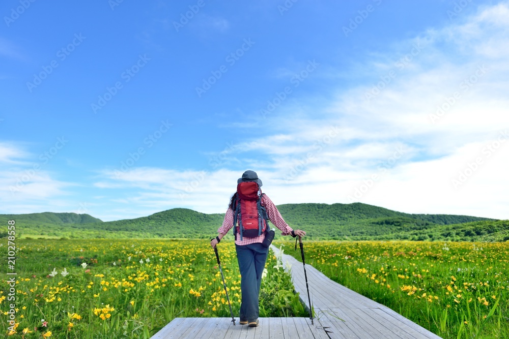 初夏の高原・花の湿原を歩く女性 
