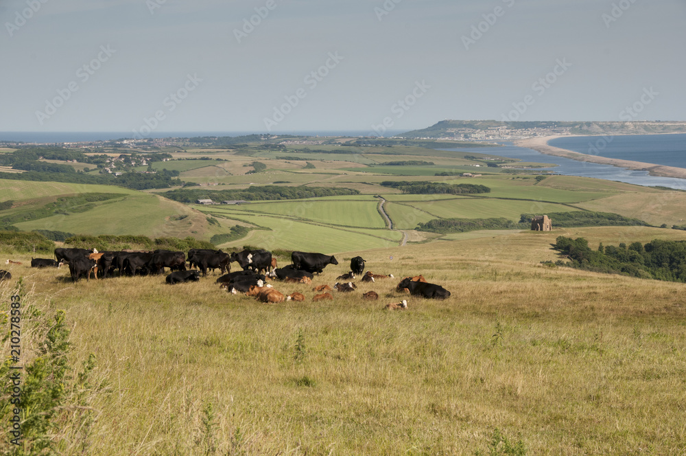 Cows with Portland in the distance