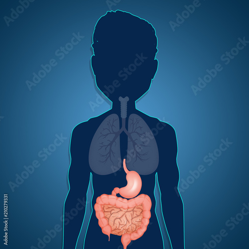digestive system scheme