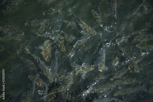 top view of flock of fish swimming in river