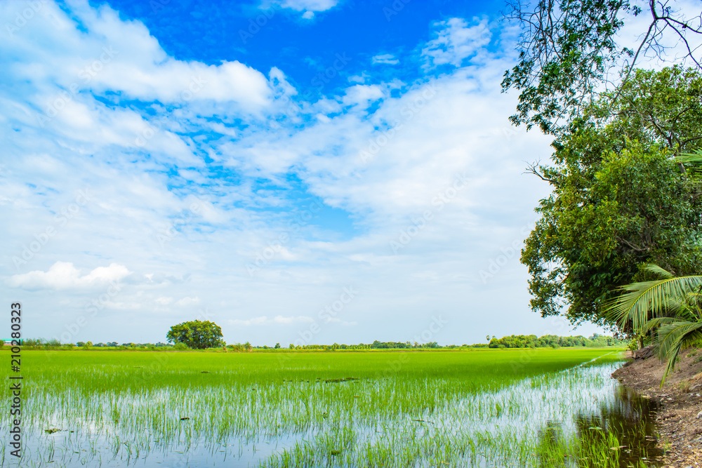 Fototapeta premium Green rice fields And sky