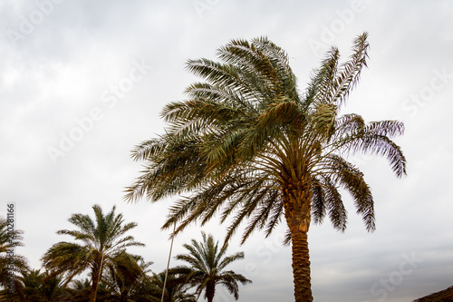 Palm trees with green grass and cloudy sky