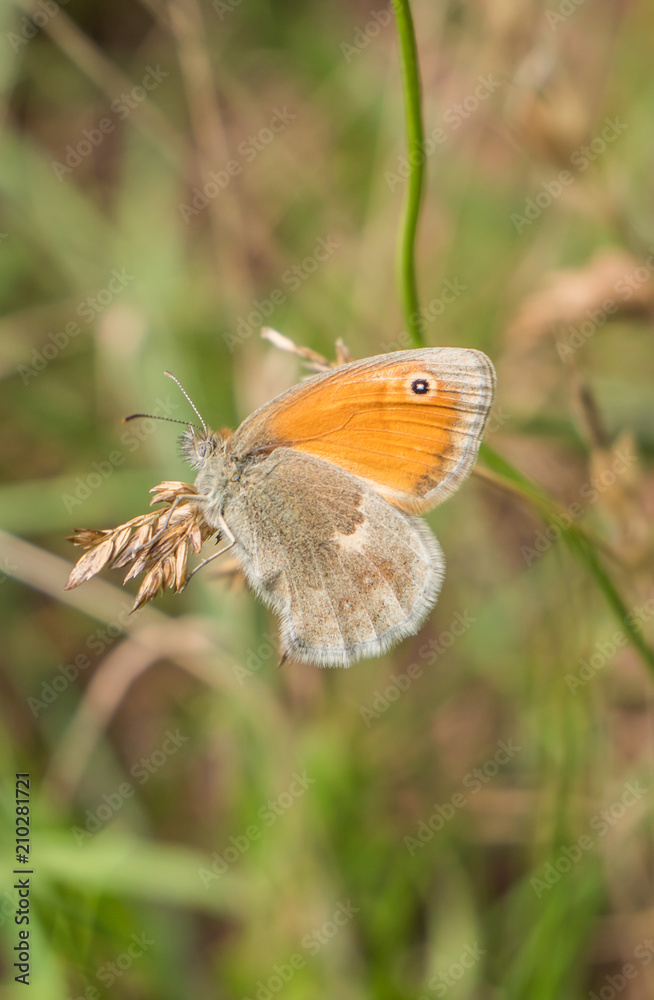Maniola jurtina Maniola jurtina