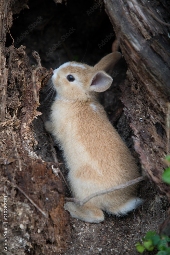 子ウサギと巣穴 Stock 写真 Adobe Stock