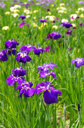 Japanese iris garden