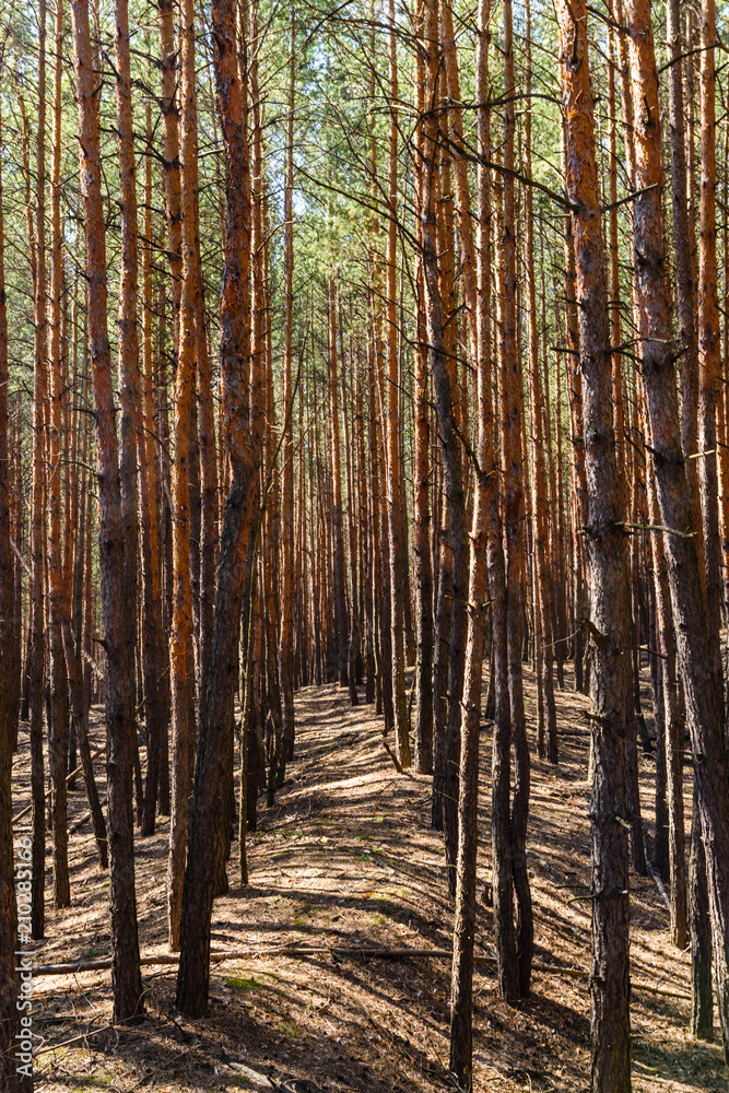 Fototapeta premium Rows of the tall pine trees in a forest on spring