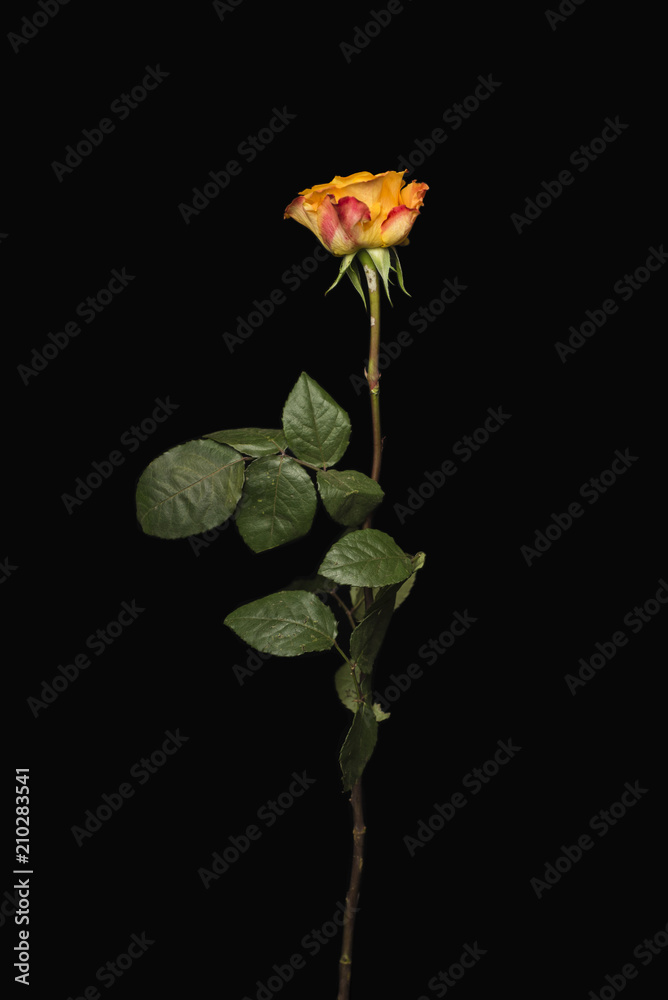 A side view of a yellow rose on a black background