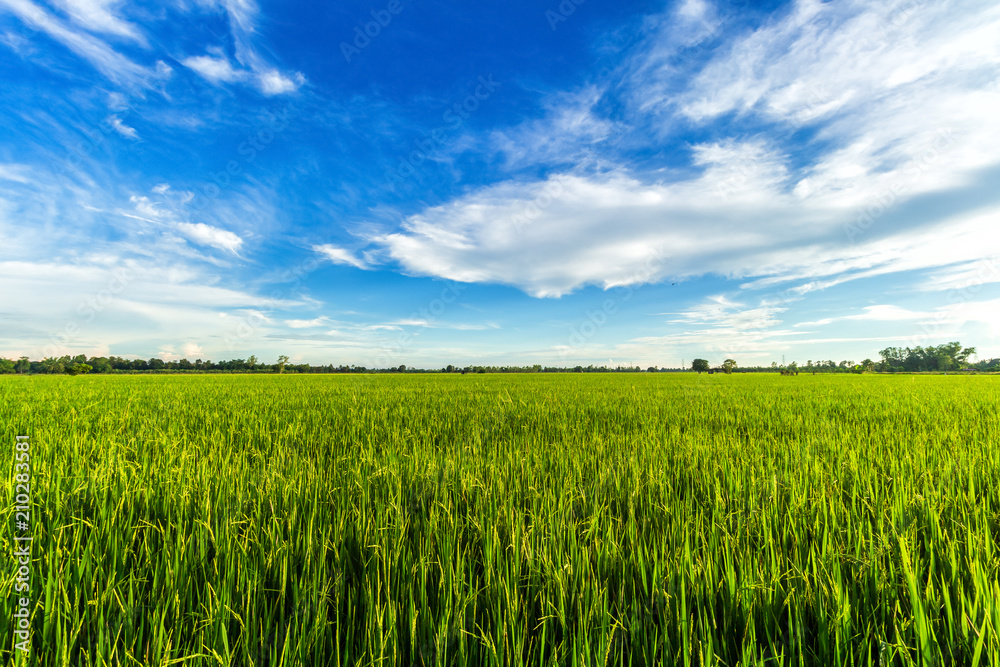 Beautiful green cornfield with fluffy clouds sky background. Beautiful green cornfield with fluffy clouds sky background.