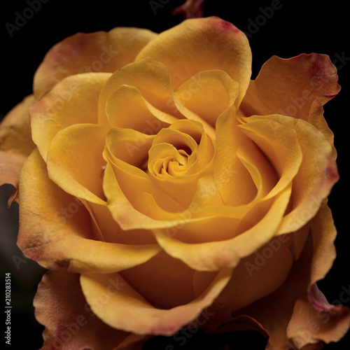 Close up of a yellow rose petals. 