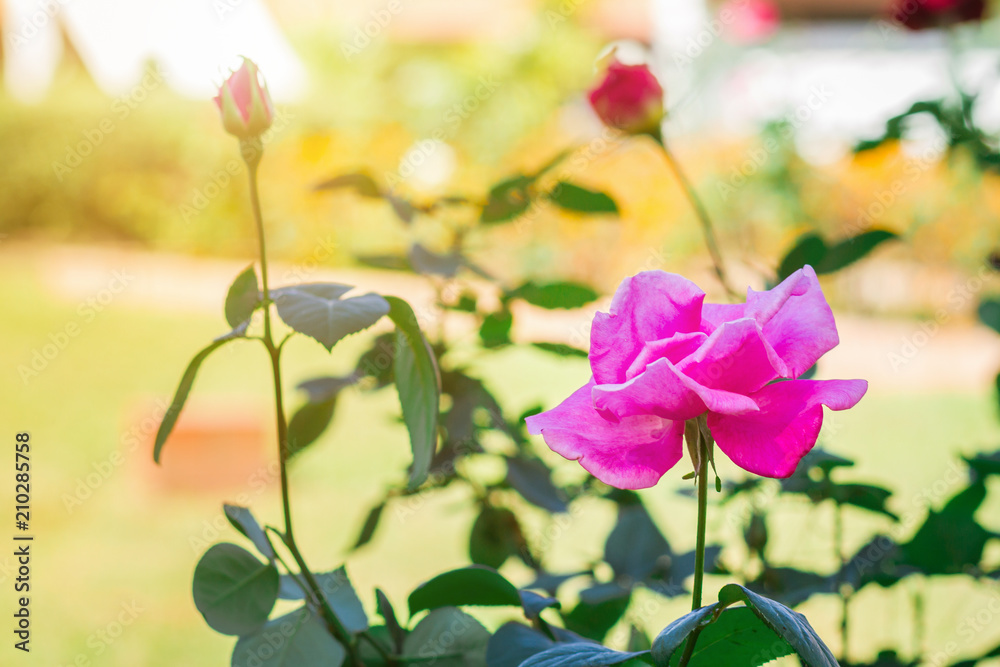 Beautiful pink rose on the rose garden in summer in a garden. Beautiful pink rose on the rose garden in summer in a garden.