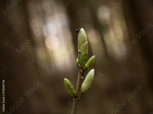 natur photo