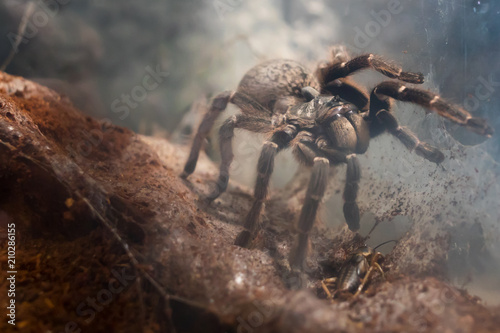 Huge asian tarantula in natural habitats