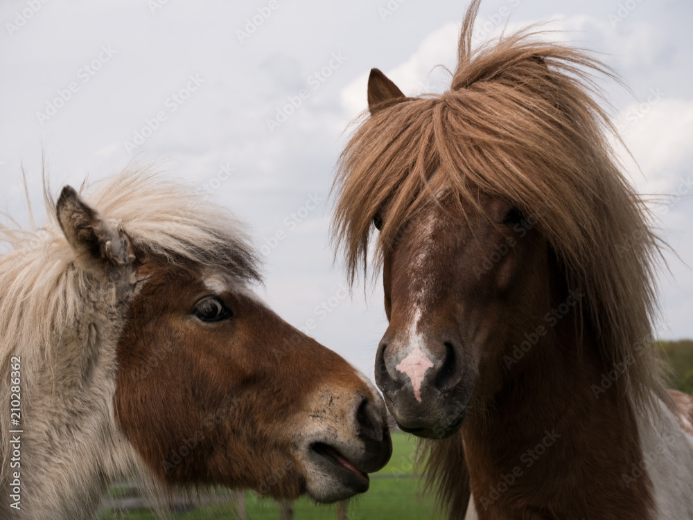 horse horse