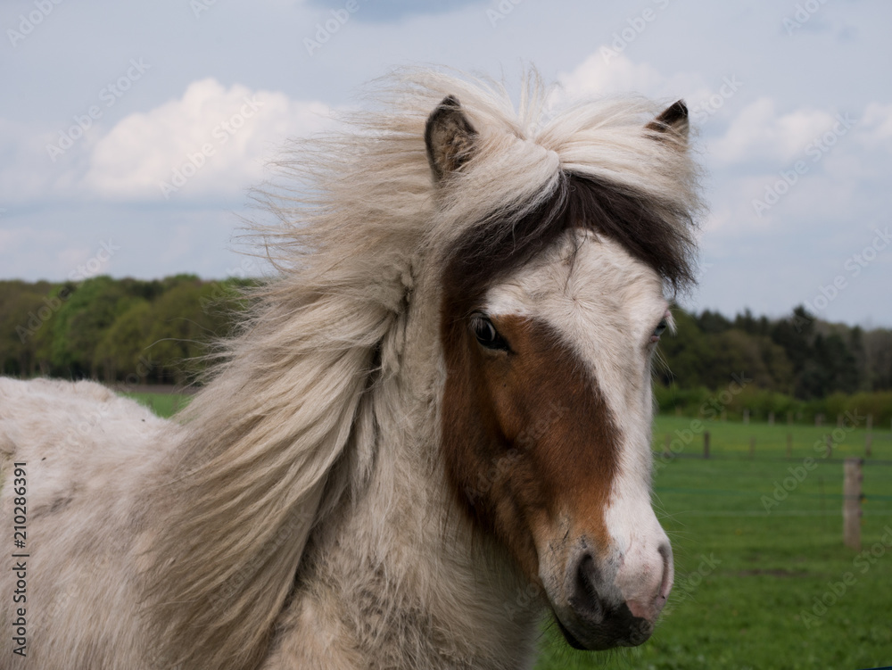 horse horse