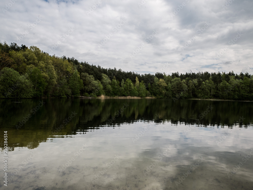 Fototapeta premium wald