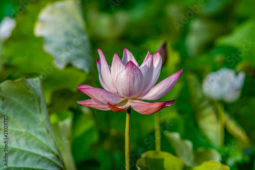 Beautiful pink lotus flower