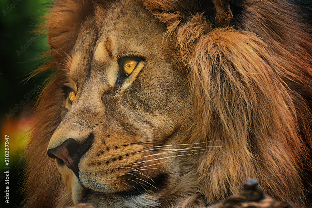 Fototapeta premium Colours portrait detail face lion