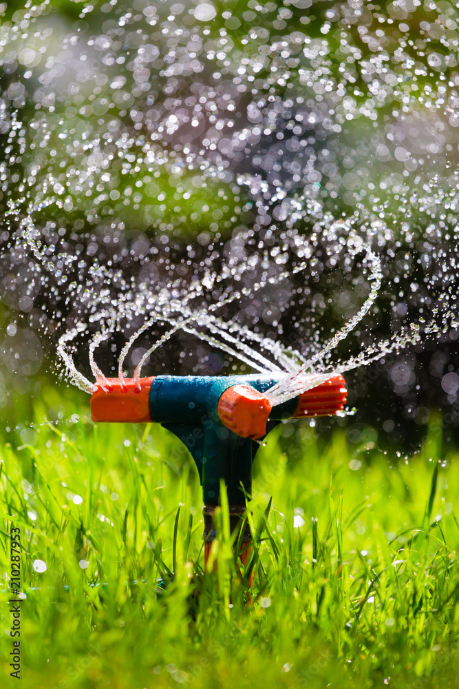 Obraz premium Garden sprinkler watering grass