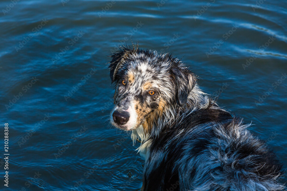 Fototapeta premium Australian Shepherd Welpe am See