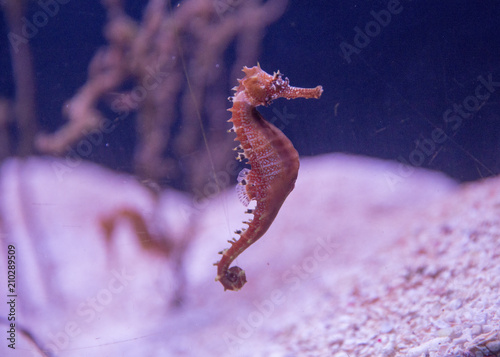 close-up The sea horse on a blurry pink background of the bottom and red algae
