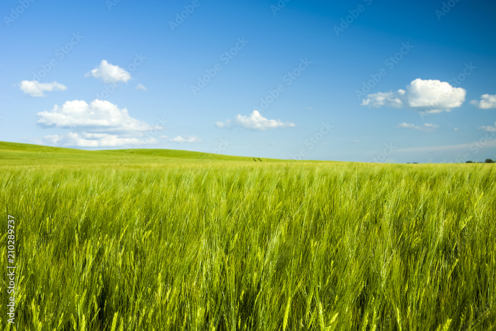 Green barley field and blue sky
