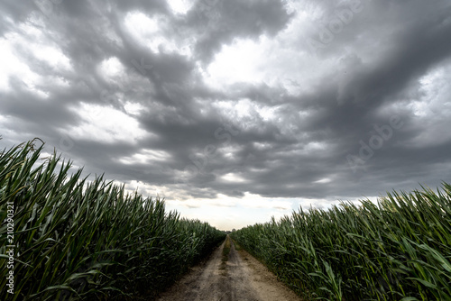 Dark sky above the green corn field