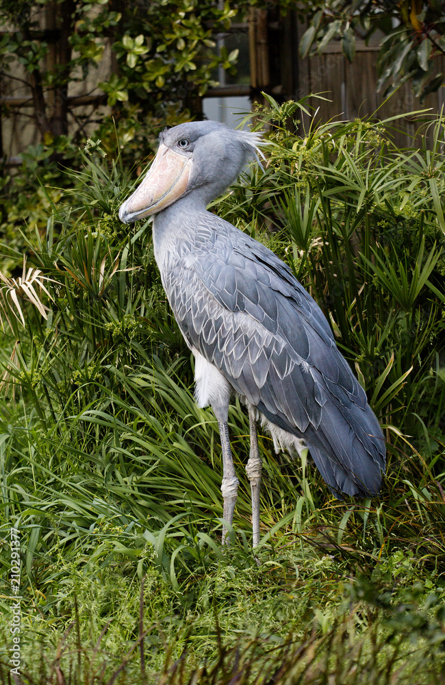 Fototapeta premium Shoebilled stork. This is the most unusual bird in the world. Shoebilled stork is so unusual and little studied that it is considered one of the most mysterious creatures on our planet. He is a relati