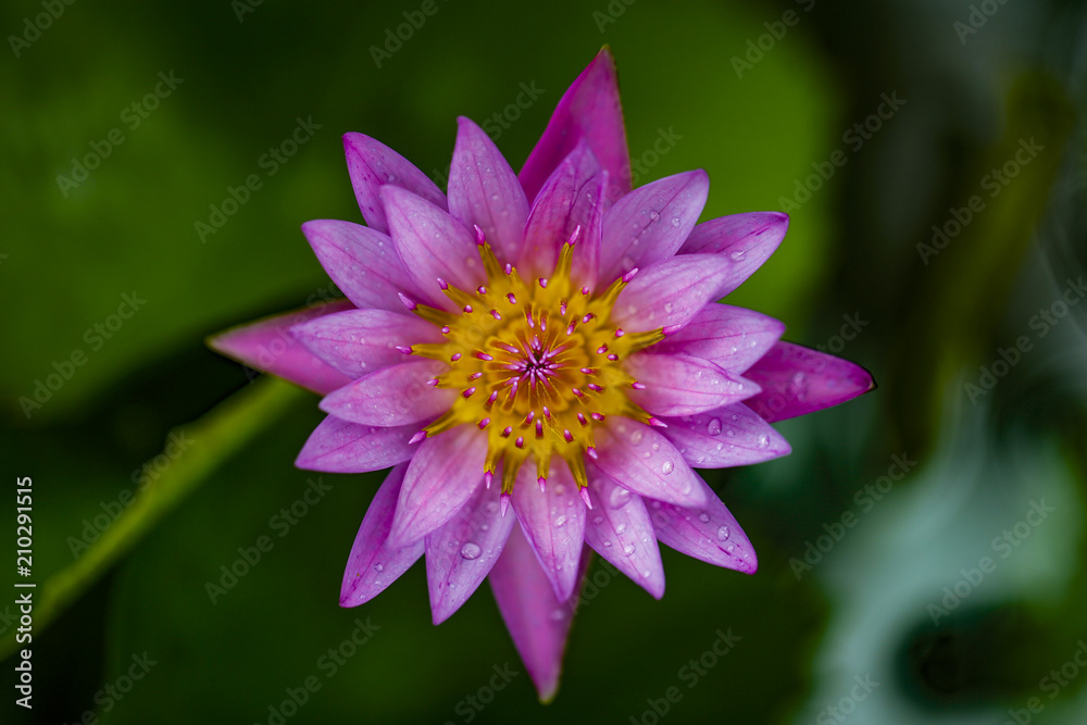 Beautiful pink lotus flower Beautiful pink lotus flower