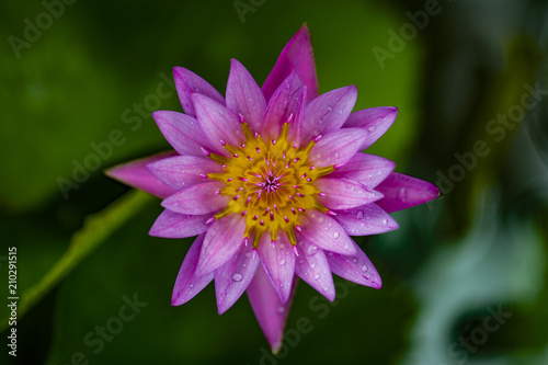 Beautiful pink lotus flower