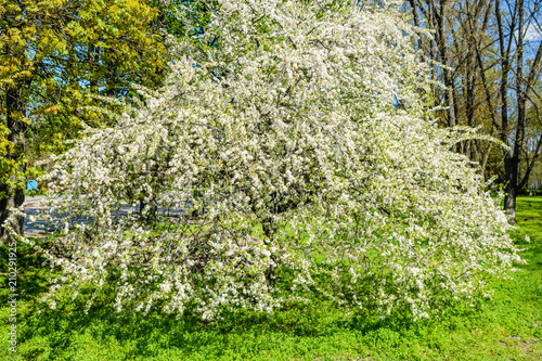 Fototapeta Naklejka Na Ścianę i Meble -  Blossoming cherry tree in a park on spring