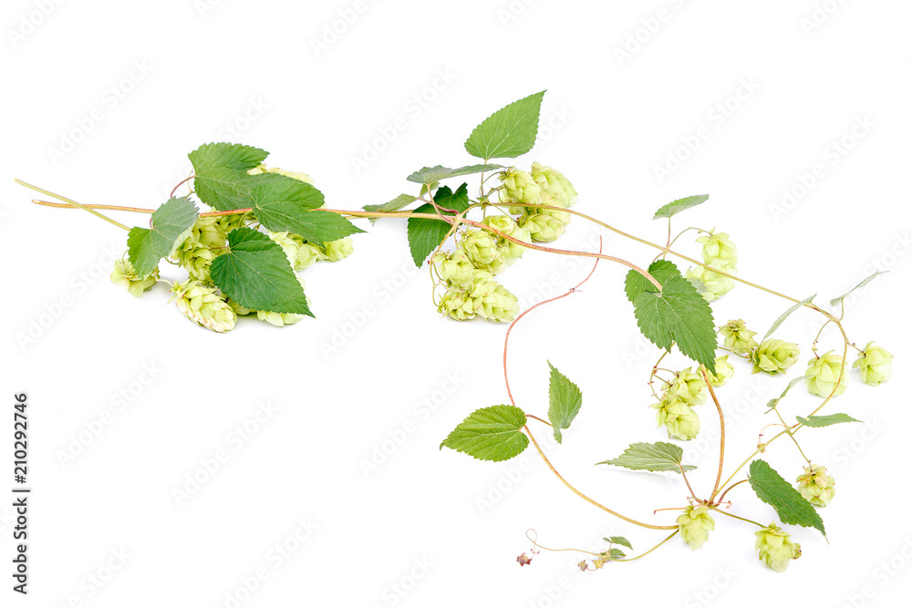 Hop close-up isolated on a white background. Hop close-up isolated on a white background.