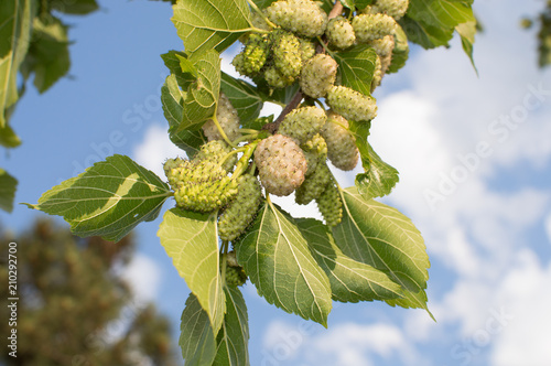 white mulberry fruit