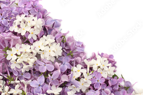 lilac flower isolated on white background. top view