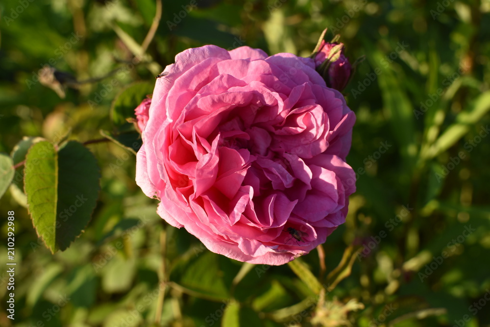 close-up of a pink flowering plant of wild rose on a summer meadow, on a soft blurred background of green leaves and grass