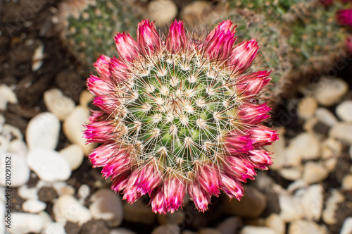 Wallpaper Mural flowers of mammillaria Torontodigital.ca