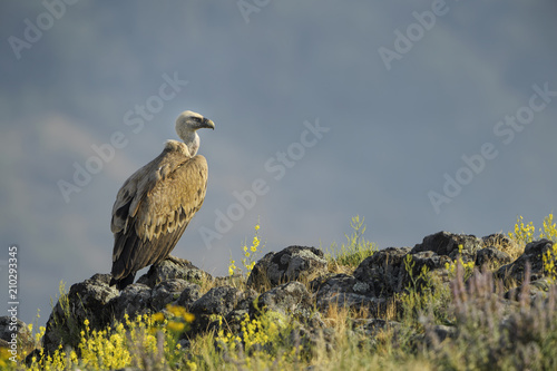 Griffon Vulture - Gyps fulvus, large brown white headed vulture from Old World and Africa.