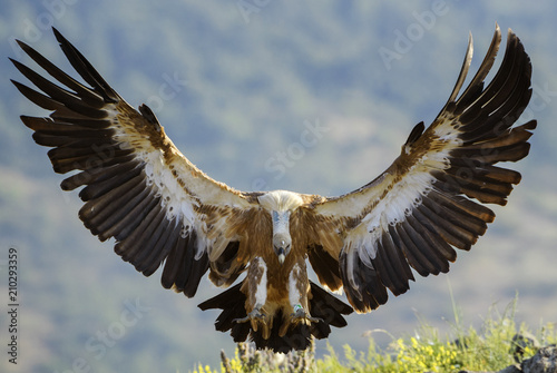Griffon Vulture - Gyps fulvus, large brown white headed vulture from Old World and Africa. photo