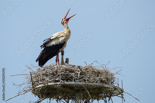 Wallpaper Mural storks in the nest with puppies Torontodigital.ca
