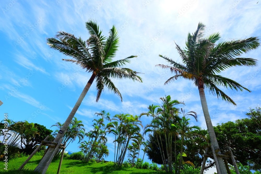Obraz premium Beautiful sunny day blue sky and white cloud view with tree and grass in Japan Okinawa