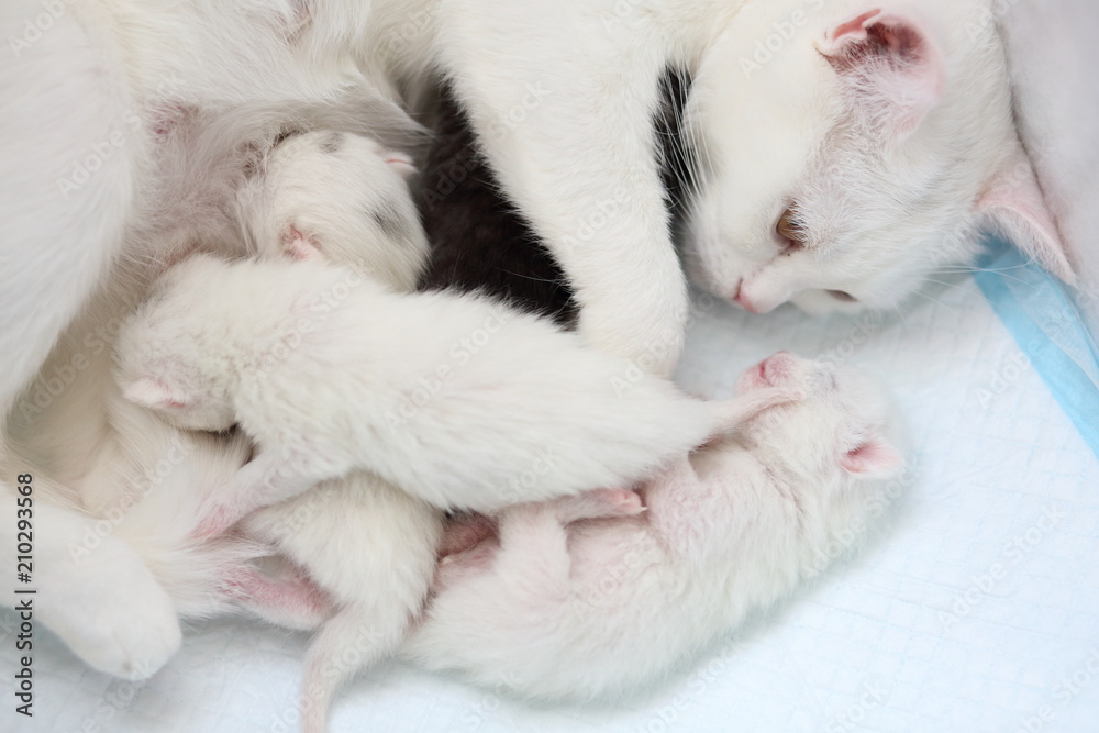 white cat with newborn kittens white cat with newborn kittens